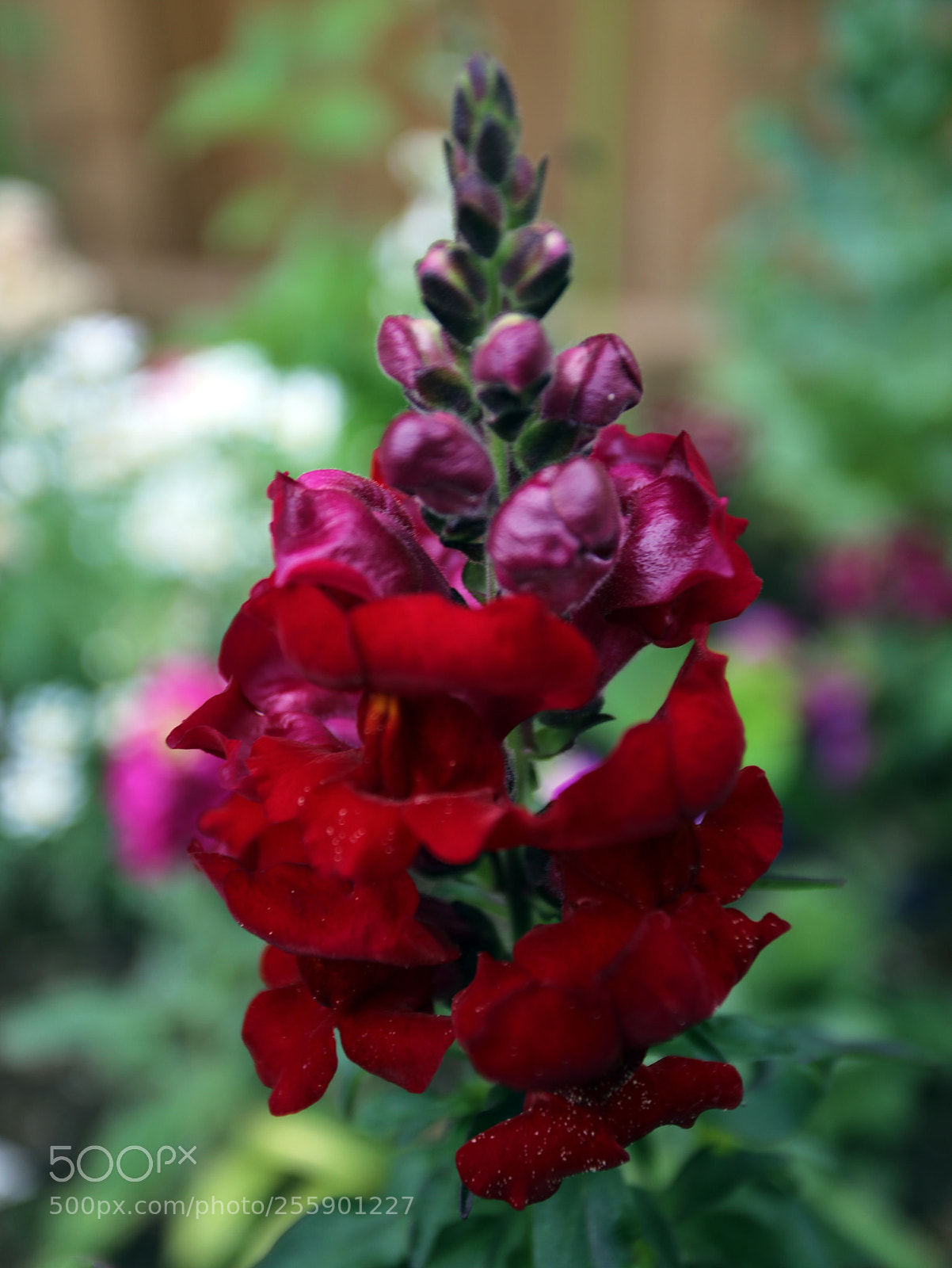 Canon EOS 6D sample photo. Flowers in summer, ely photography