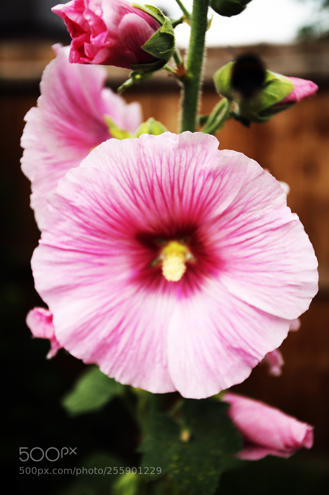 Canon EOS 6D sample photo. Flowers in summer, ely photography