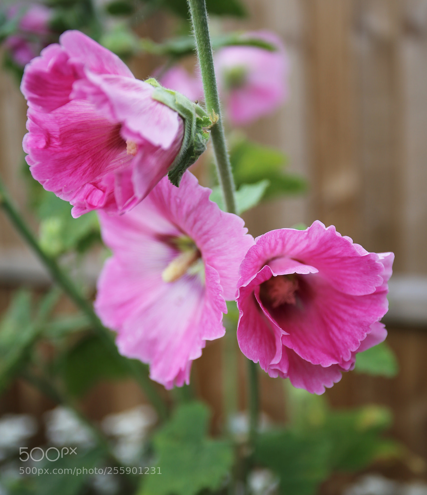 Canon EOS 6D sample photo. Flowers in summer, ely photography