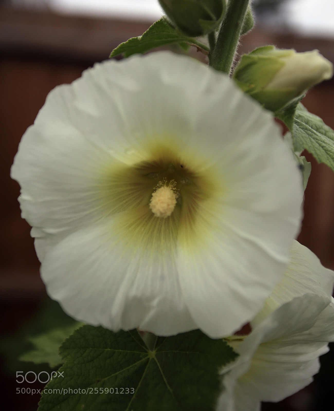 Canon EOS 6D sample photo. Flowers in summer, ely photography