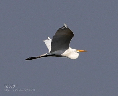 Canon EOS-1D X Mark II sample photo. 04-30-18-0015398.jpg photography