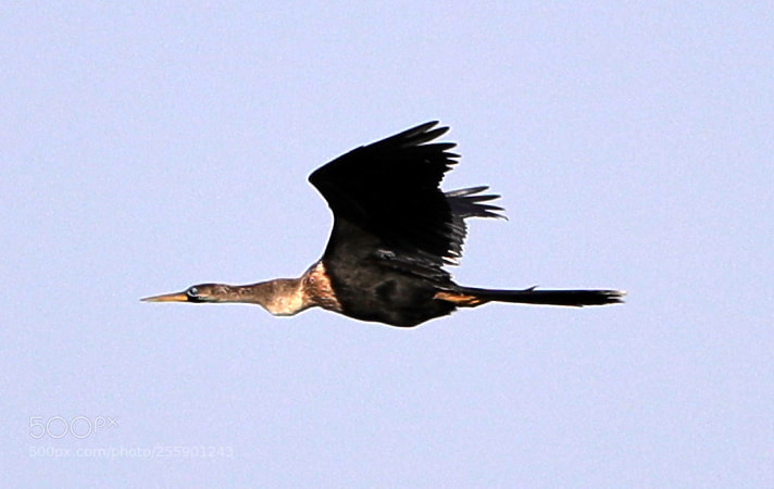 Canon EOS-1D X Mark II sample photo. 04-30-18-0015397.jpg photography