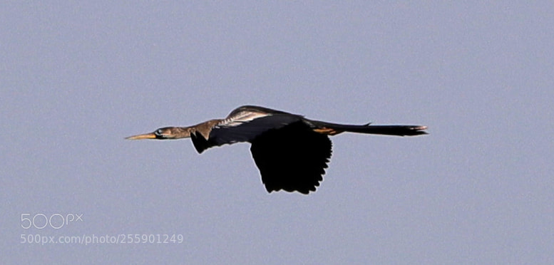 Canon EOS-1D X Mark II sample photo. 04-30-18-0015396.jpg photography