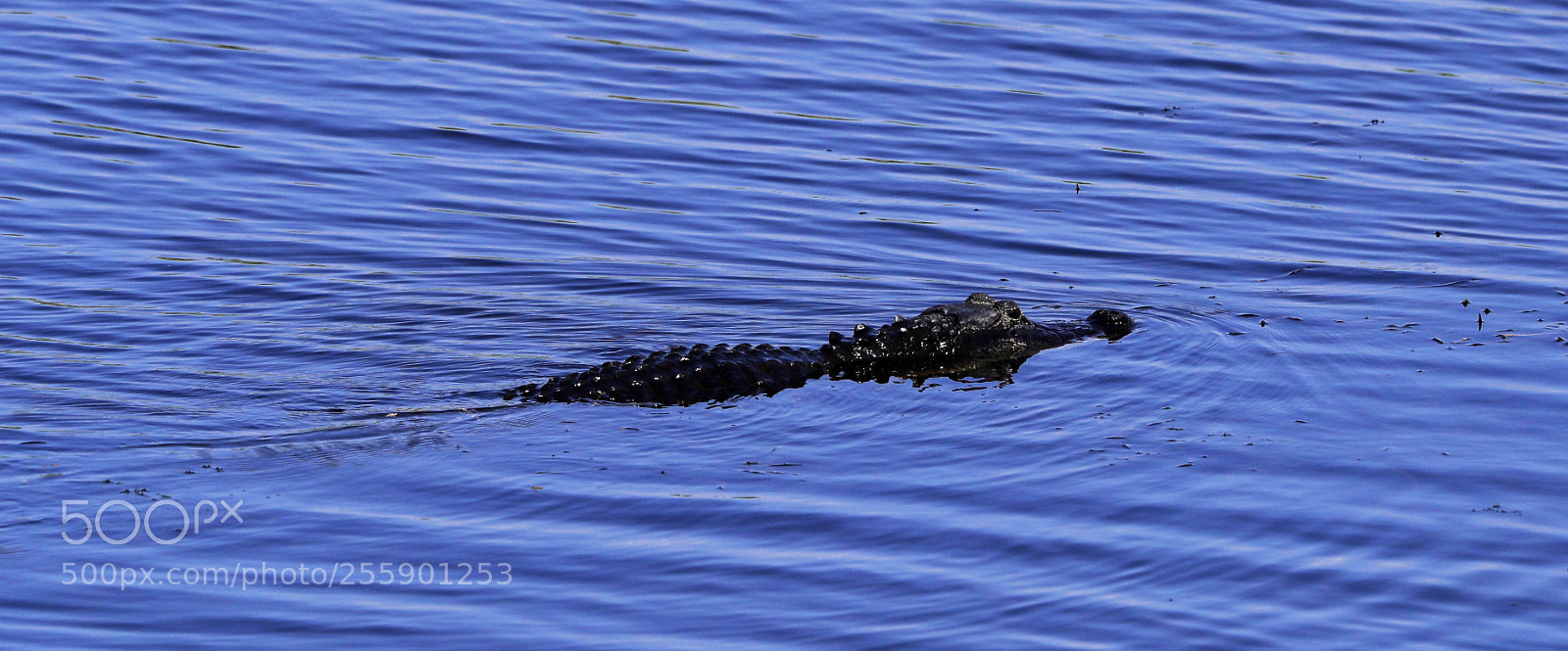 Canon EOS-1D X Mark II sample photo. 04-30-18-0015394.jpg photography