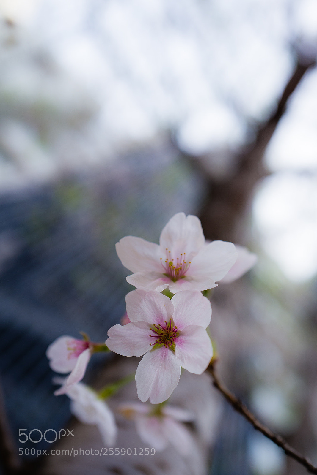 Leica Q (Typ 116) sample photo. Hazakura photography