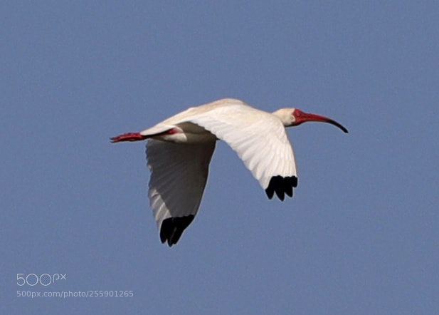 Canon EOS-1D X Mark II sample photo. 04-30-18-0015393.jpg photography