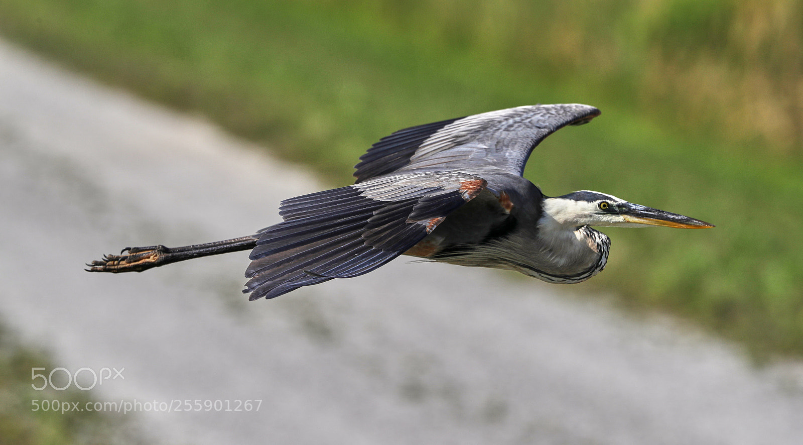 Canon EOS-1D X Mark II sample photo. 04-30-18-0015391.jpg photography