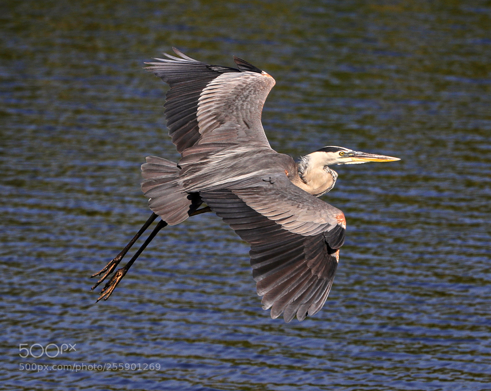 Canon EOS-1D X Mark II sample photo. 04-30-18-0015390.jpg photography