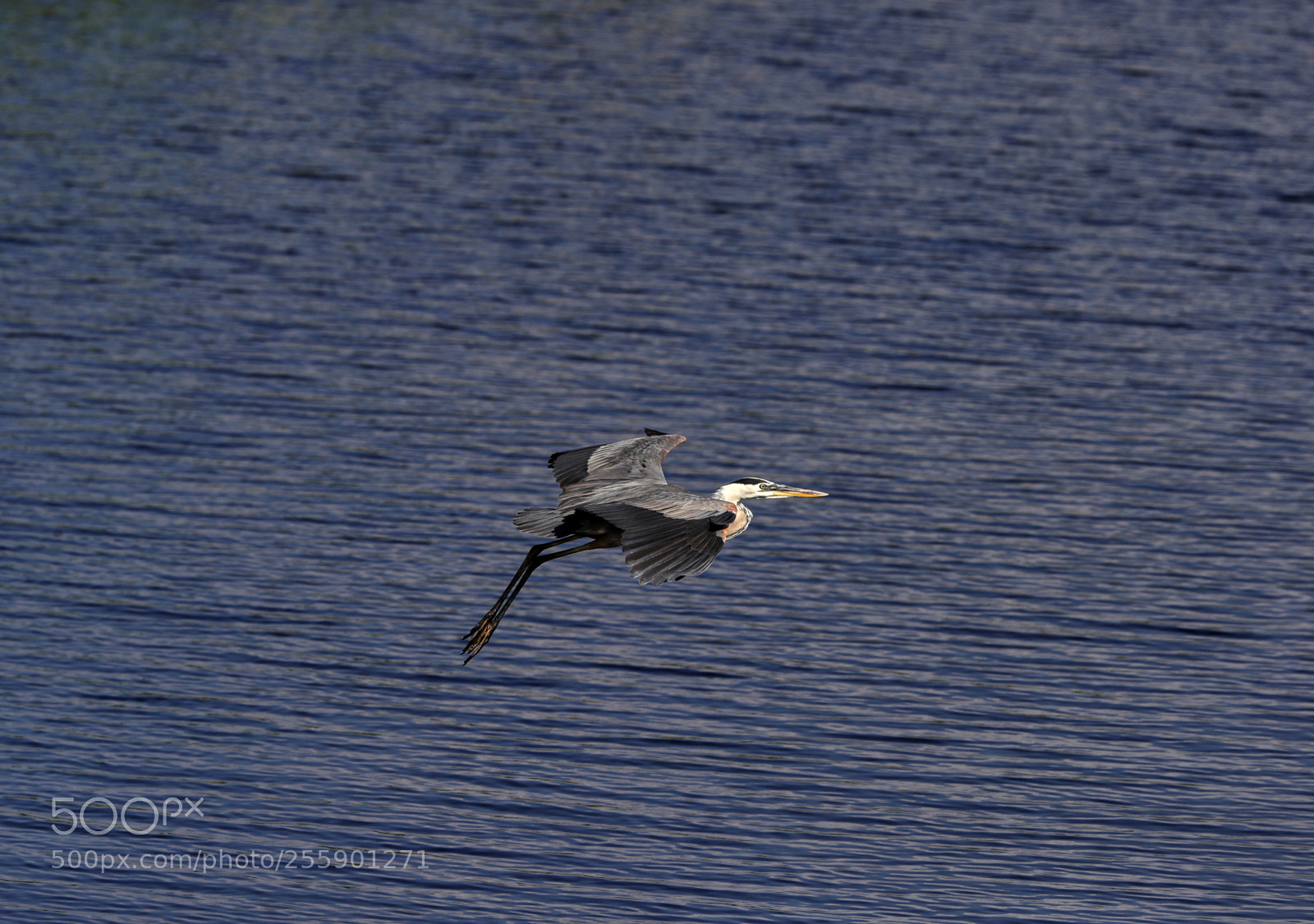 Canon EOS-1D X Mark II sample photo. 04-30-18-0015389 1.jpg photography