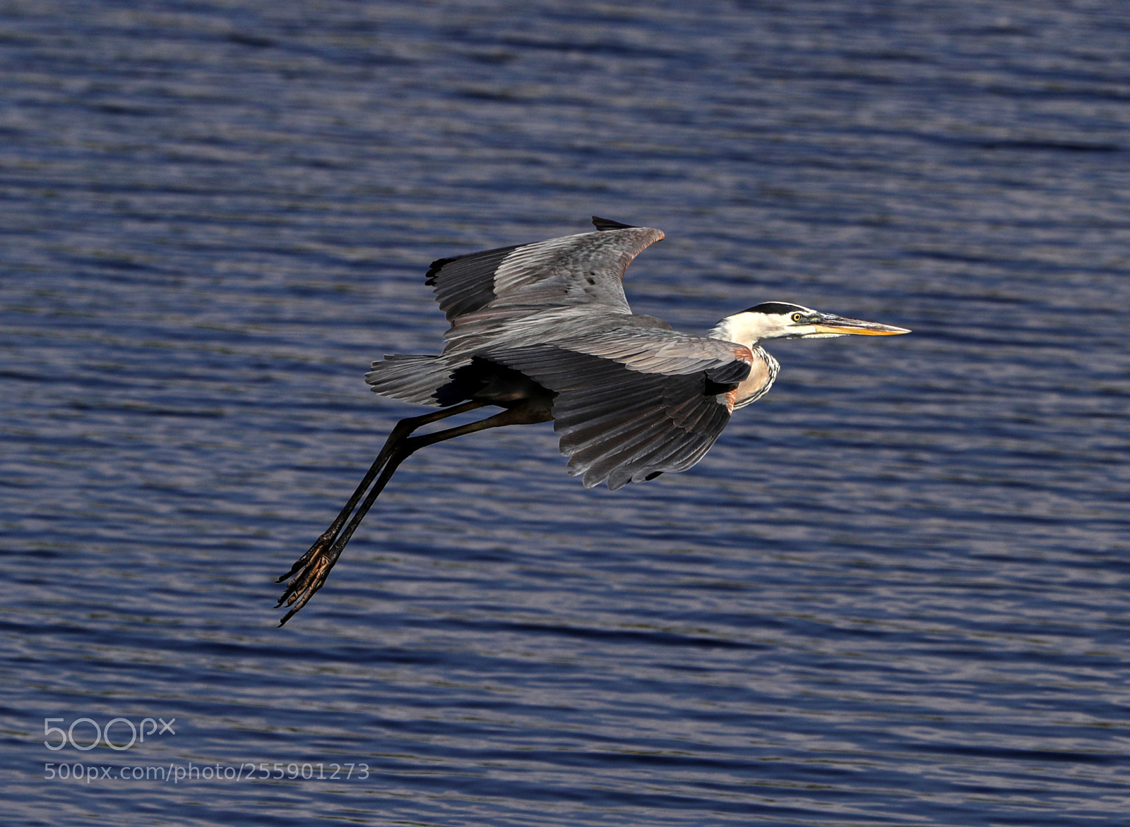 Canon EOS-1D X Mark II sample photo. 04-30-18-0015389.jpg photography