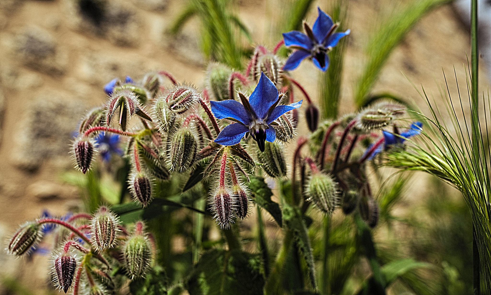 Manual Lens No CPU sample photo. Blu elettrico photography