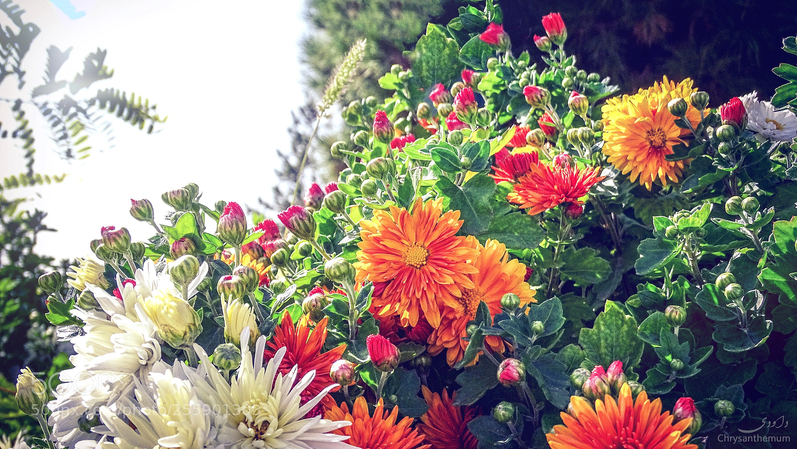 Sony Cyber-shot DSC-HX400V sample photo. Chrysanthemum photography