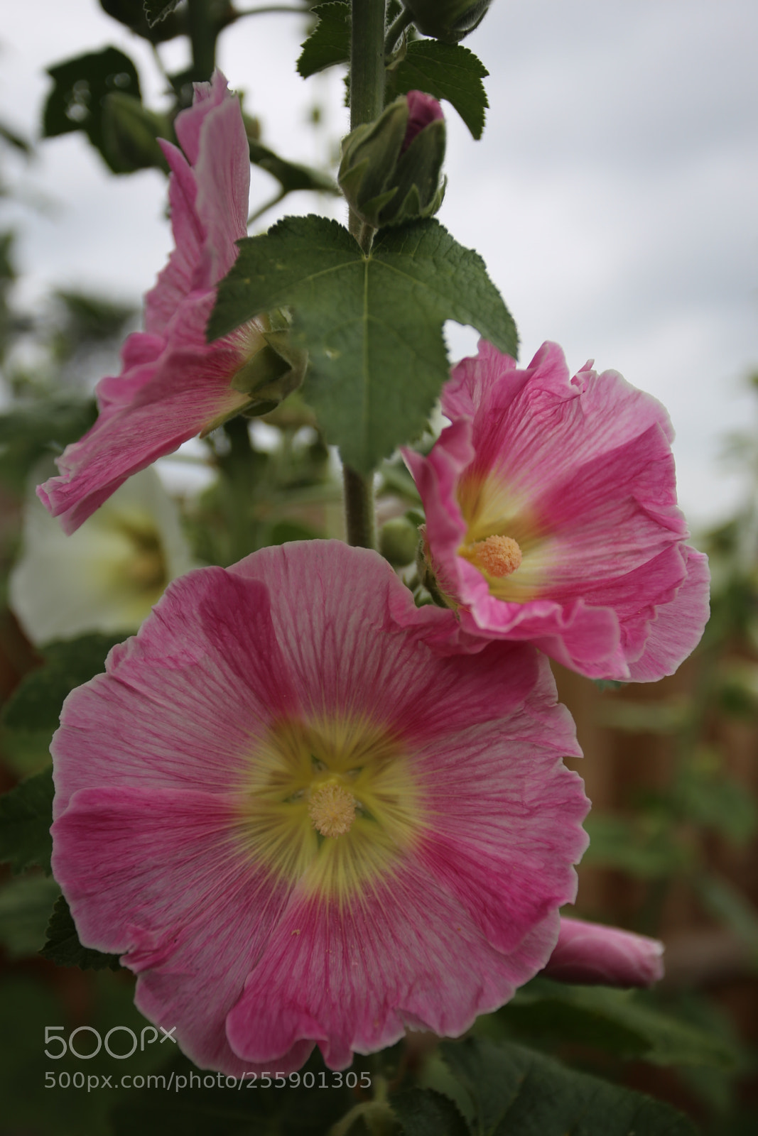 Canon EOS 6D + Canon EF 17-40mm F4L USM sample photo. Flowers in summer, ely photography