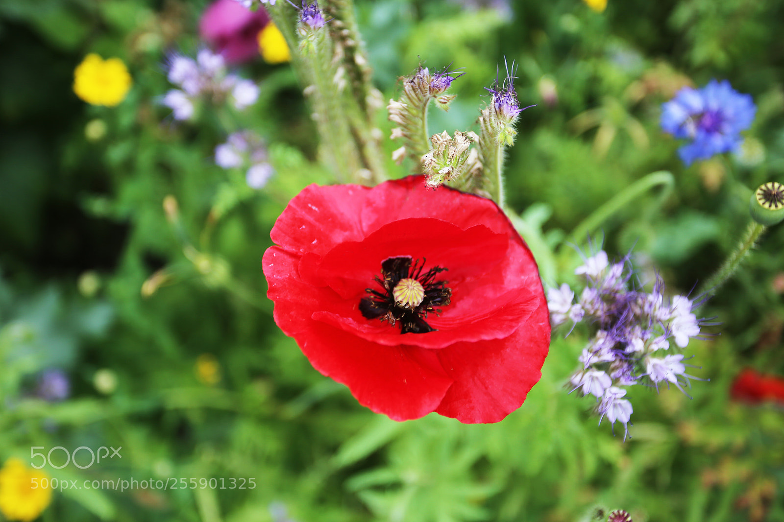 Canon EOS 6D sample photo. Flowers in summer, ely photography