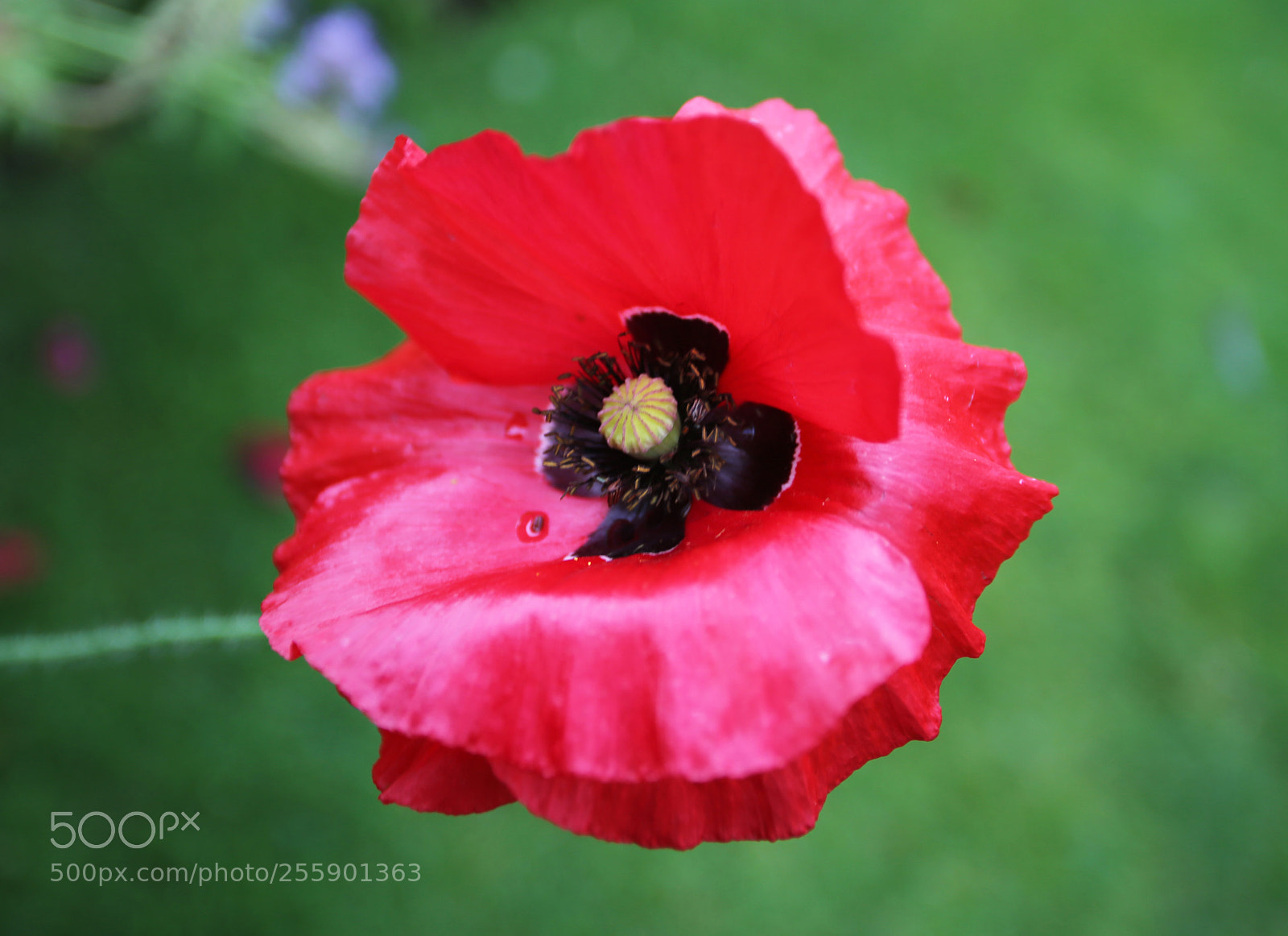 Canon EOS 6D sample photo. Flowers in summer, ely photography