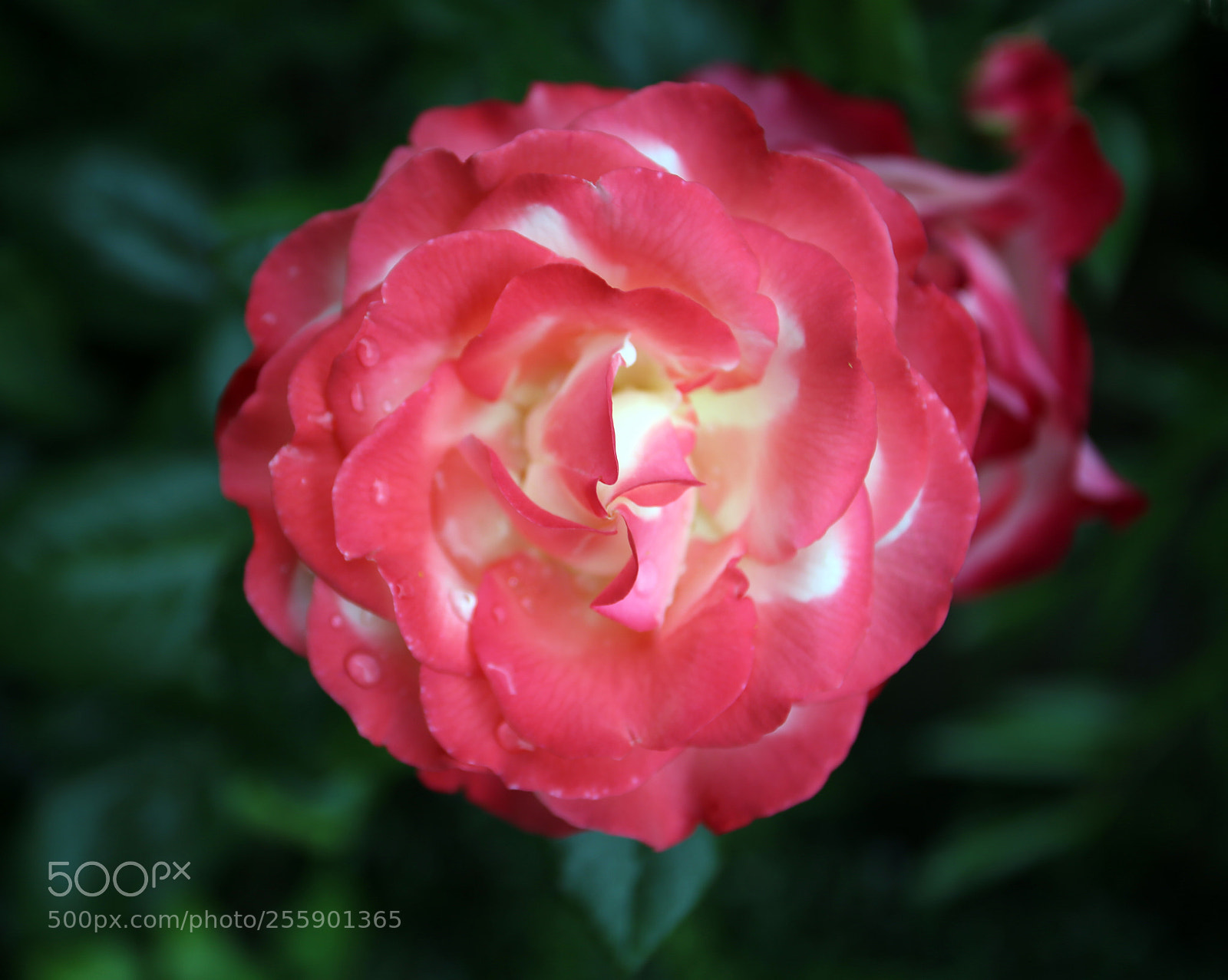 Canon EOS 6D sample photo. Flowers in summer, ely photography