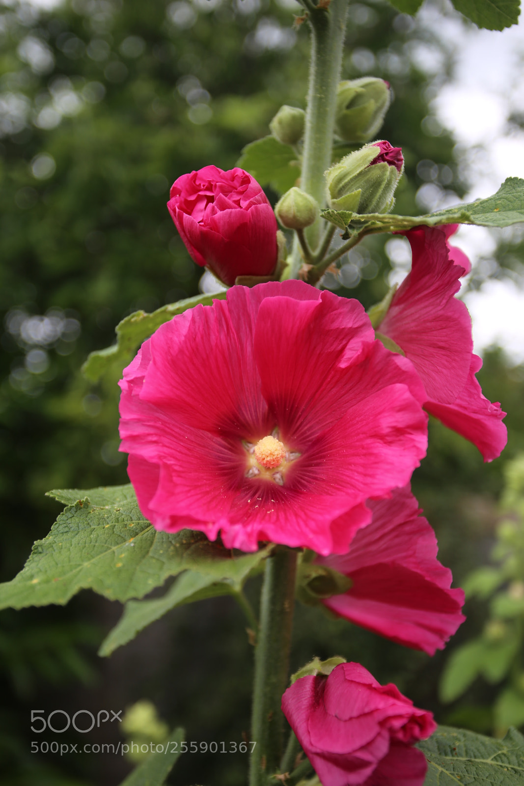 Canon EOS 6D + Canon EF 17-40mm F4L USM sample photo. Flowers in summer, ely photography