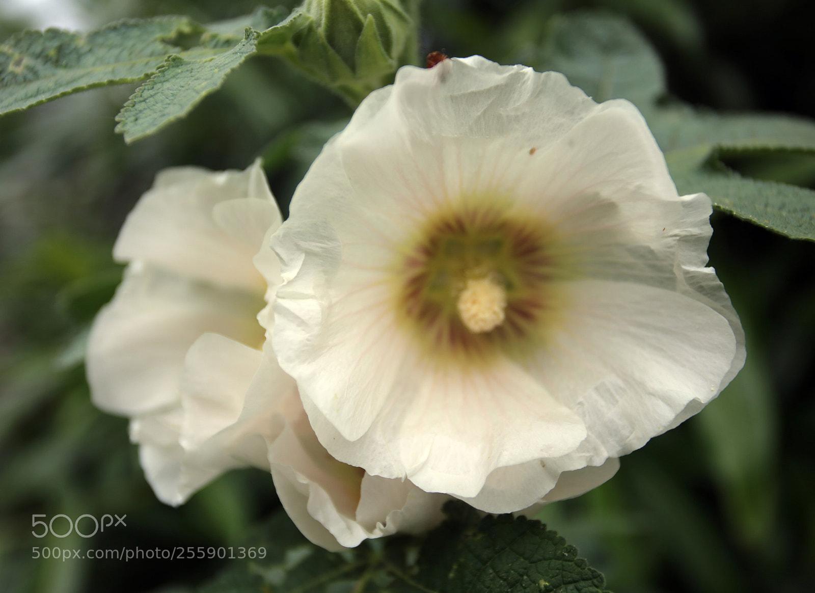 Canon EOS 6D sample photo. Flowers in summer, ely photography