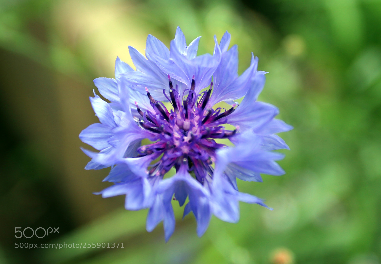 Canon EOS 6D sample photo. Flowers in summer, ely photography