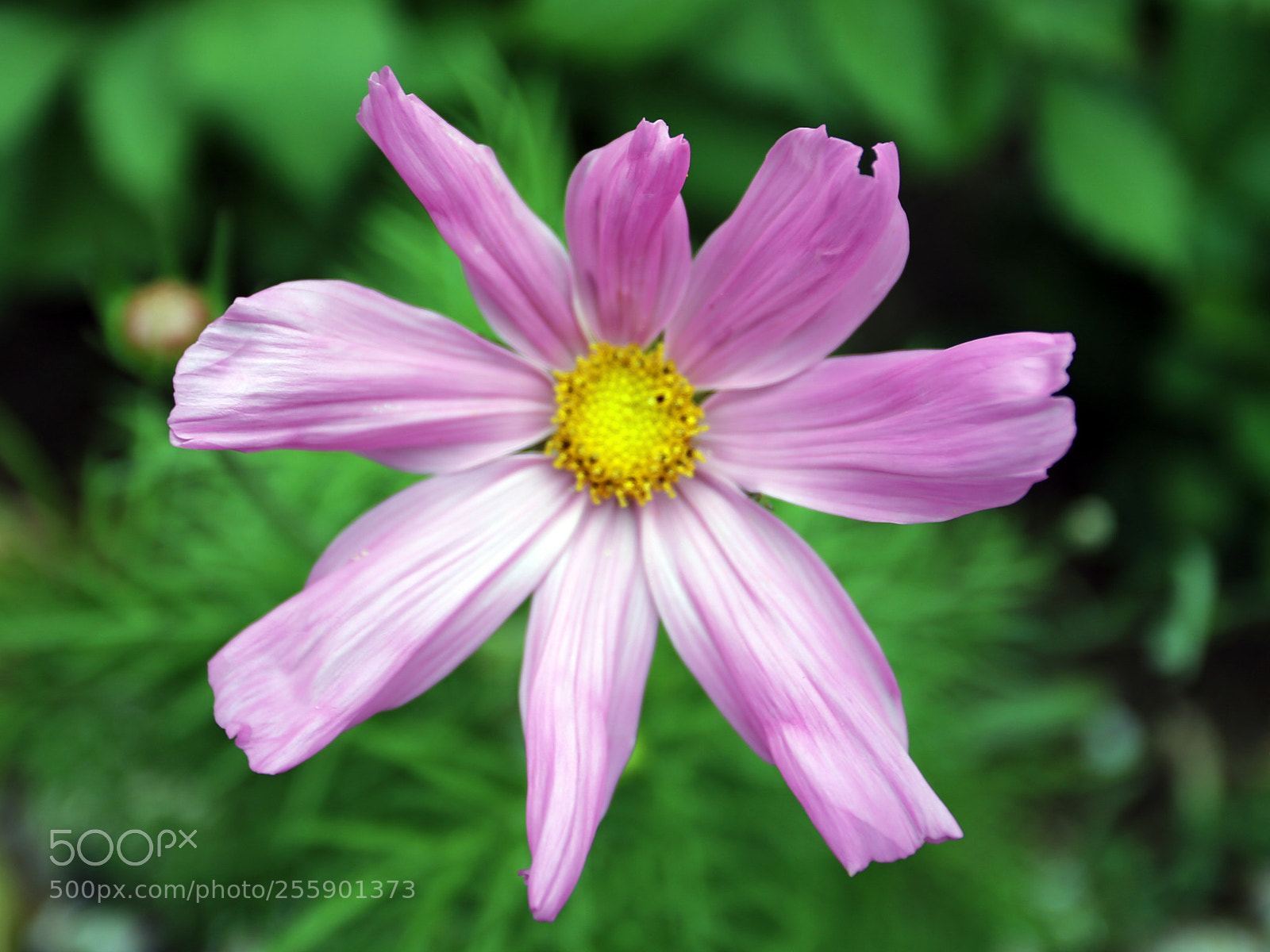 Canon EOS 6D sample photo. Flowers in summer, ely photography