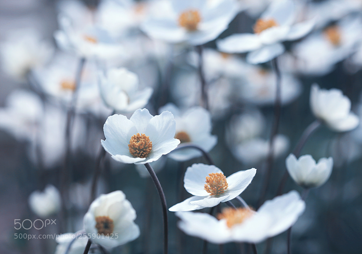 Canon EOS 5D Mark II sample photo. Springtime photography
