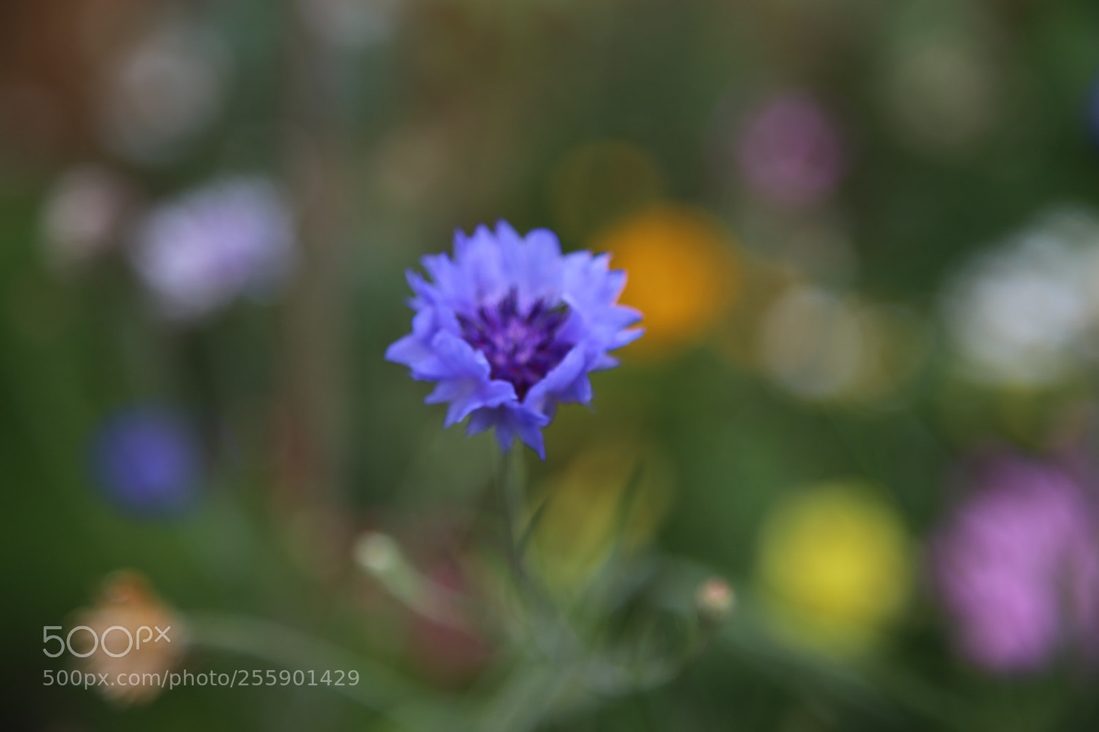 Canon EOS 6D + Canon EF 24-105mm F4L IS USM sample photo. Flowers in summer, ely photography