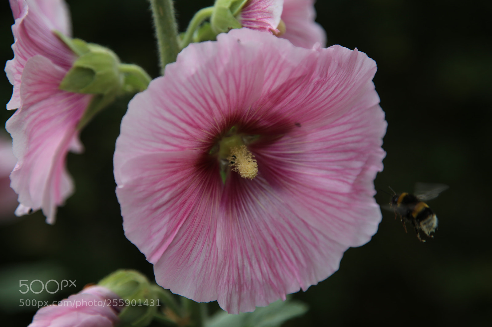 Canon EOS 6D + Canon EF 24-105mm F4L IS USM sample photo. Flowers in summer, ely photography