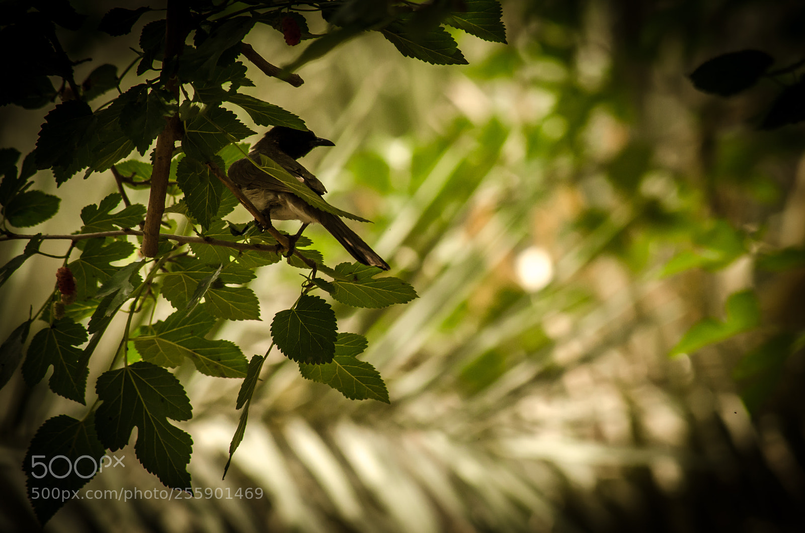 Nikon D7000 sample photo. In the shadow photography