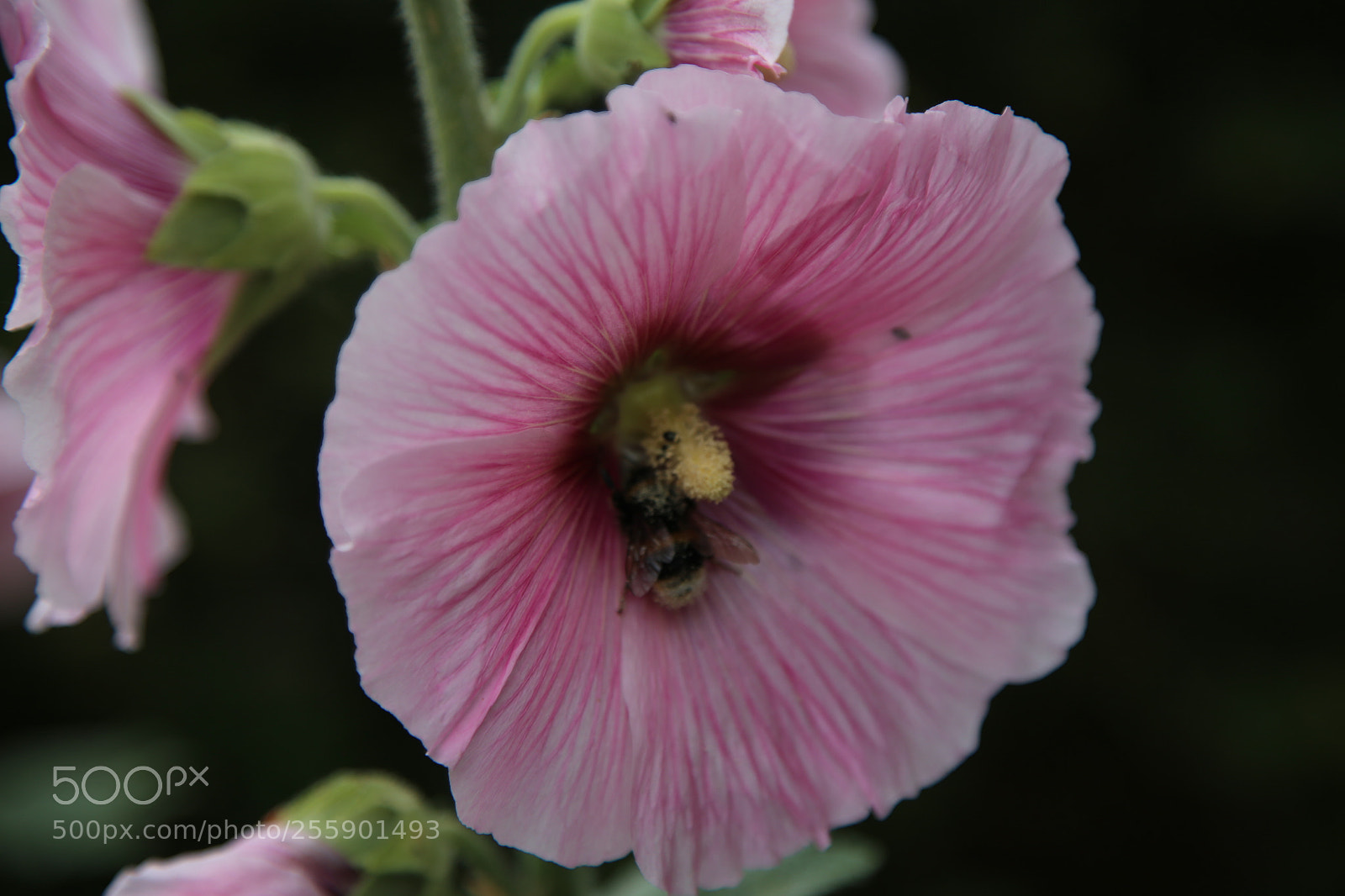 Canon EOS 6D + Canon EF 24-105mm F4L IS USM sample photo. Flowers in summer, ely photography
