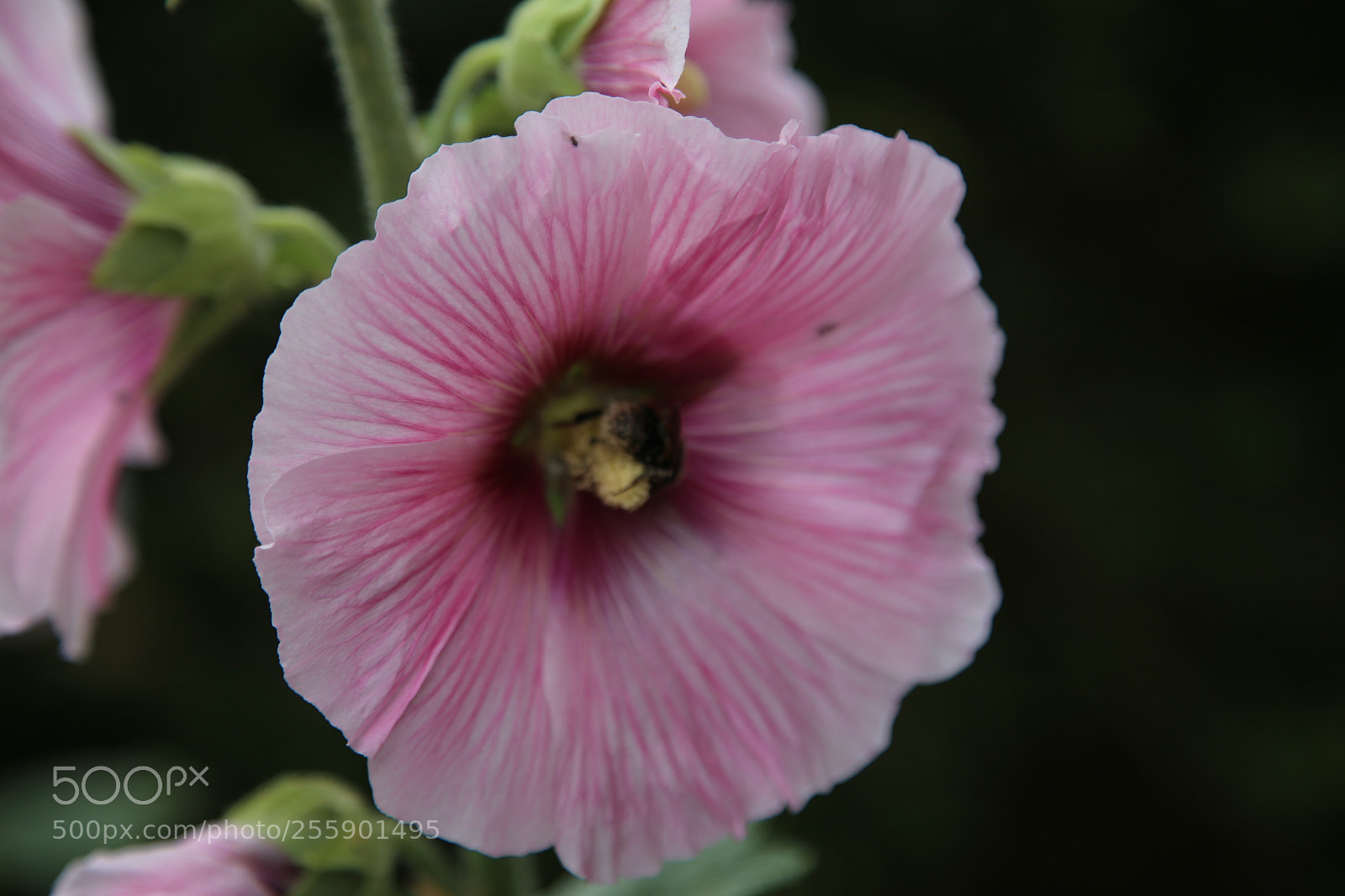 Canon EOS 6D + Canon EF 24-105mm F4L IS USM sample photo. Flowers in summer, ely photography