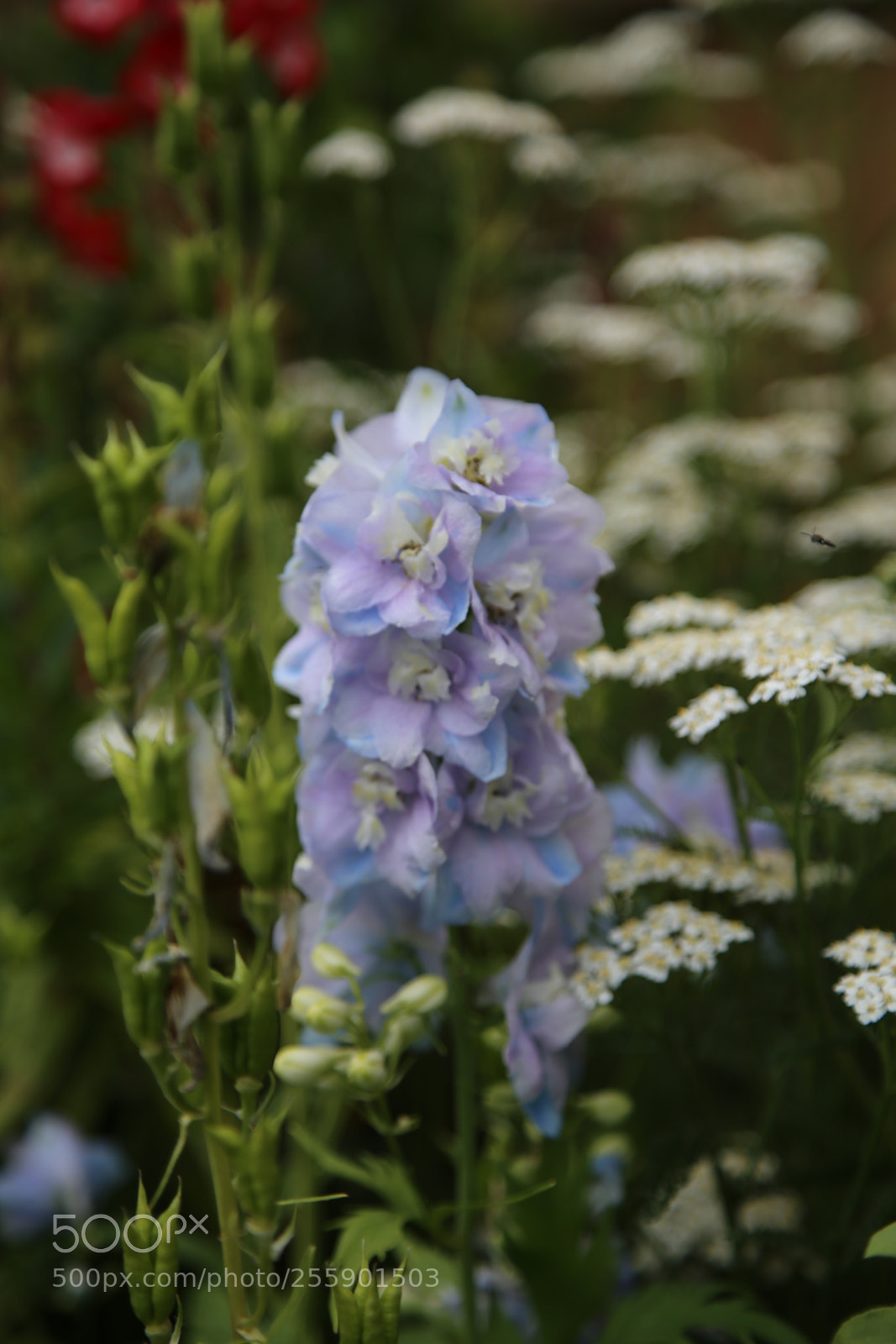 Canon EOS 6D + Canon EF 24-105mm F4L IS USM sample photo. Flowers in summer, ely photography