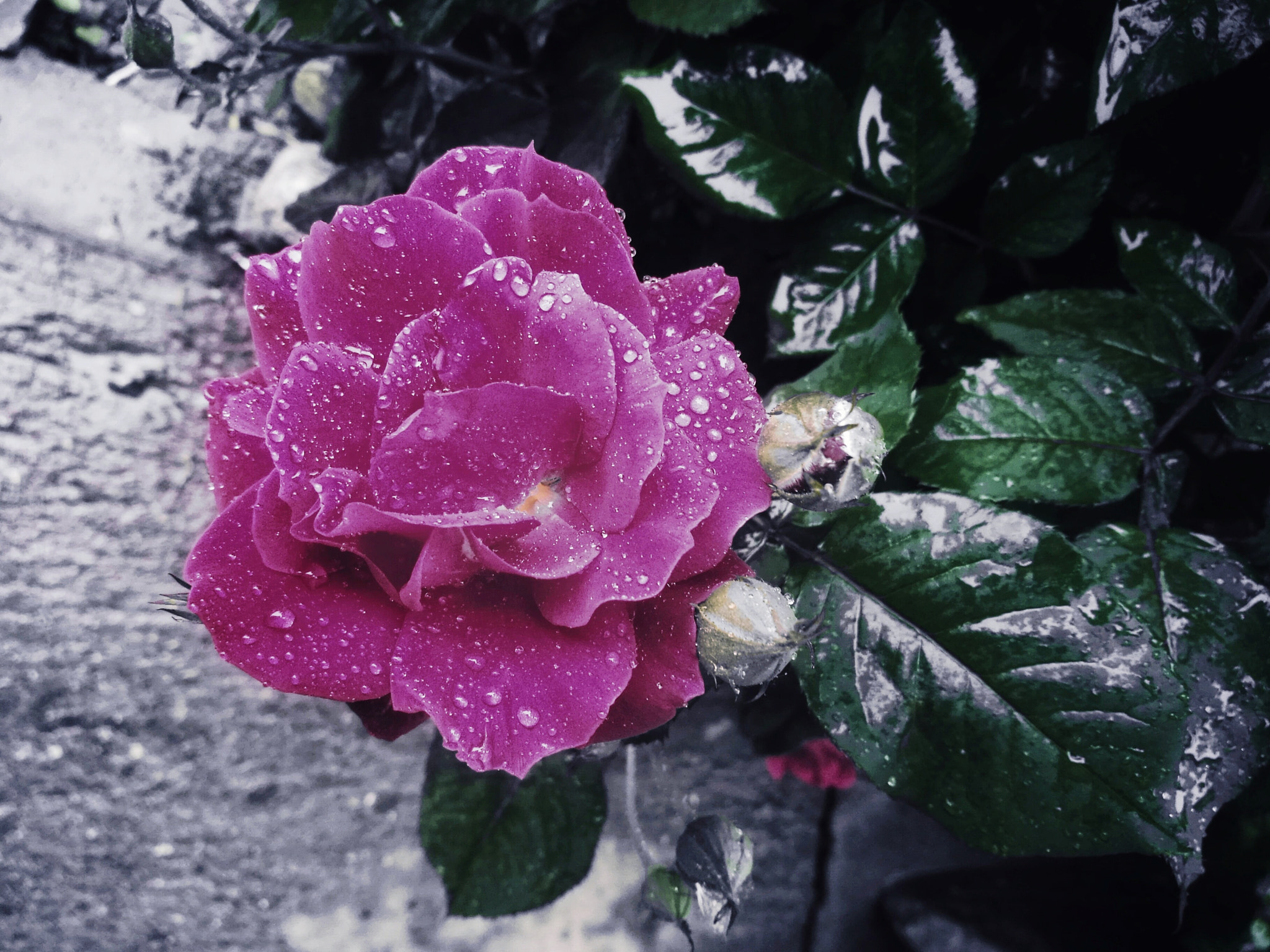 HUAWEI Honor V8 sample photo. Flower after rain photography