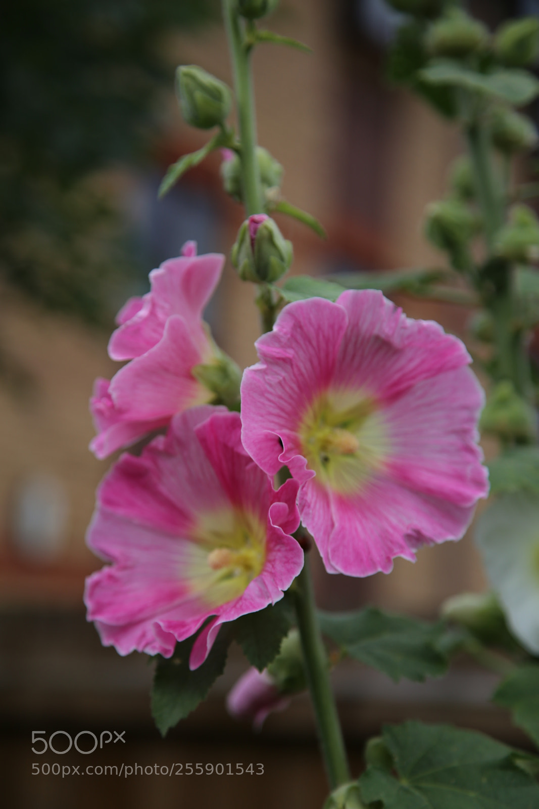 Canon EOS 6D + Canon EF 24-105mm F4L IS USM sample photo. Flowers in summer, ely photography