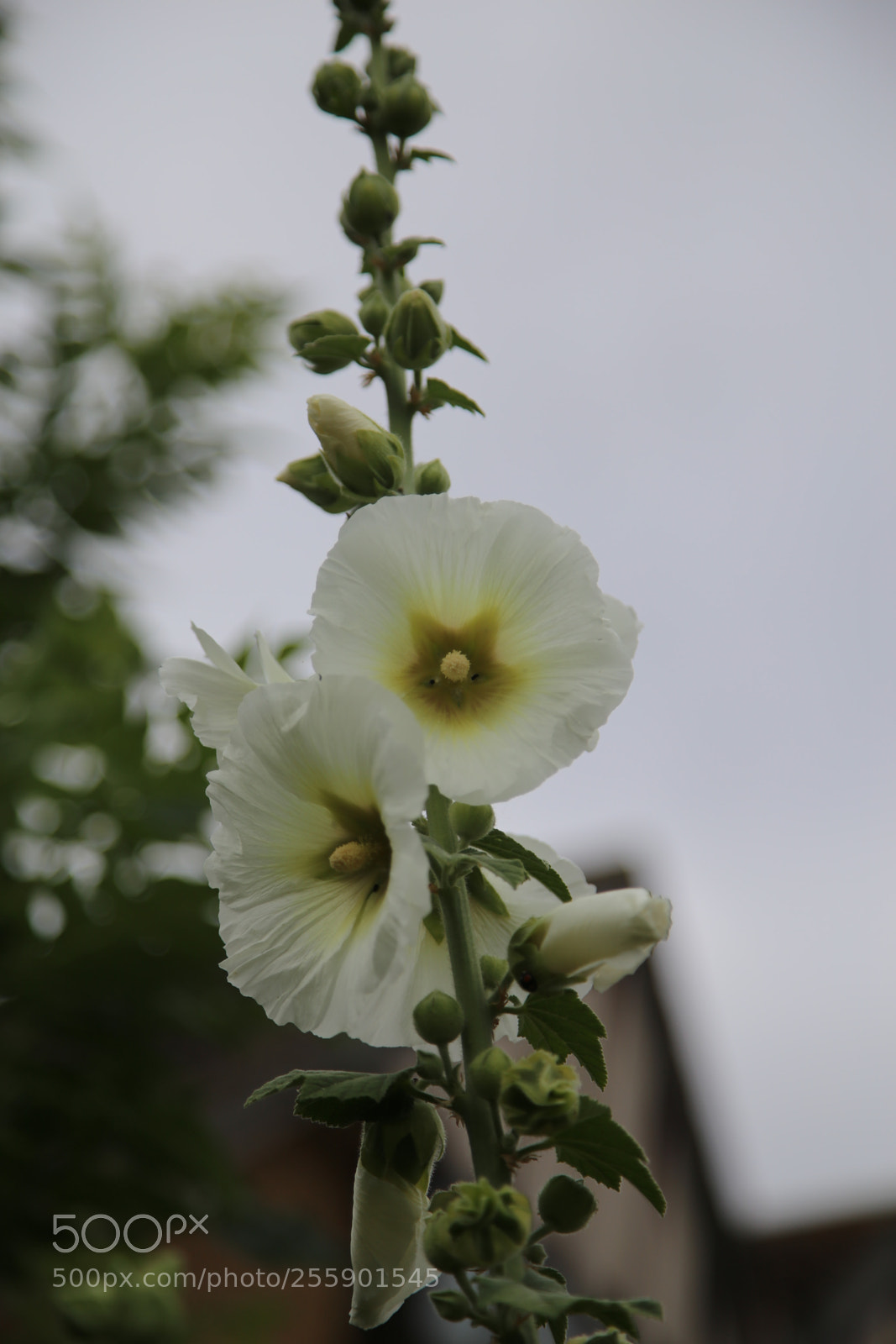 Canon EOS 6D + Canon EF 24-105mm F4L IS USM sample photo. Flowers in summer, ely photography