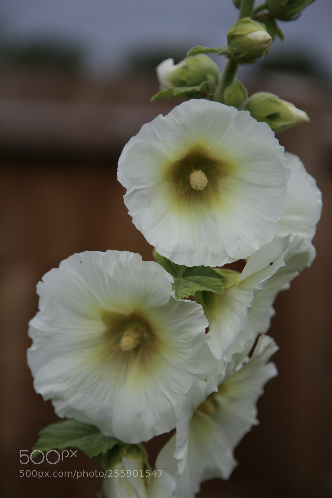 Canon EOS 6D + Canon EF 24-105mm F4L IS USM sample photo. Flowers in summer, ely photography