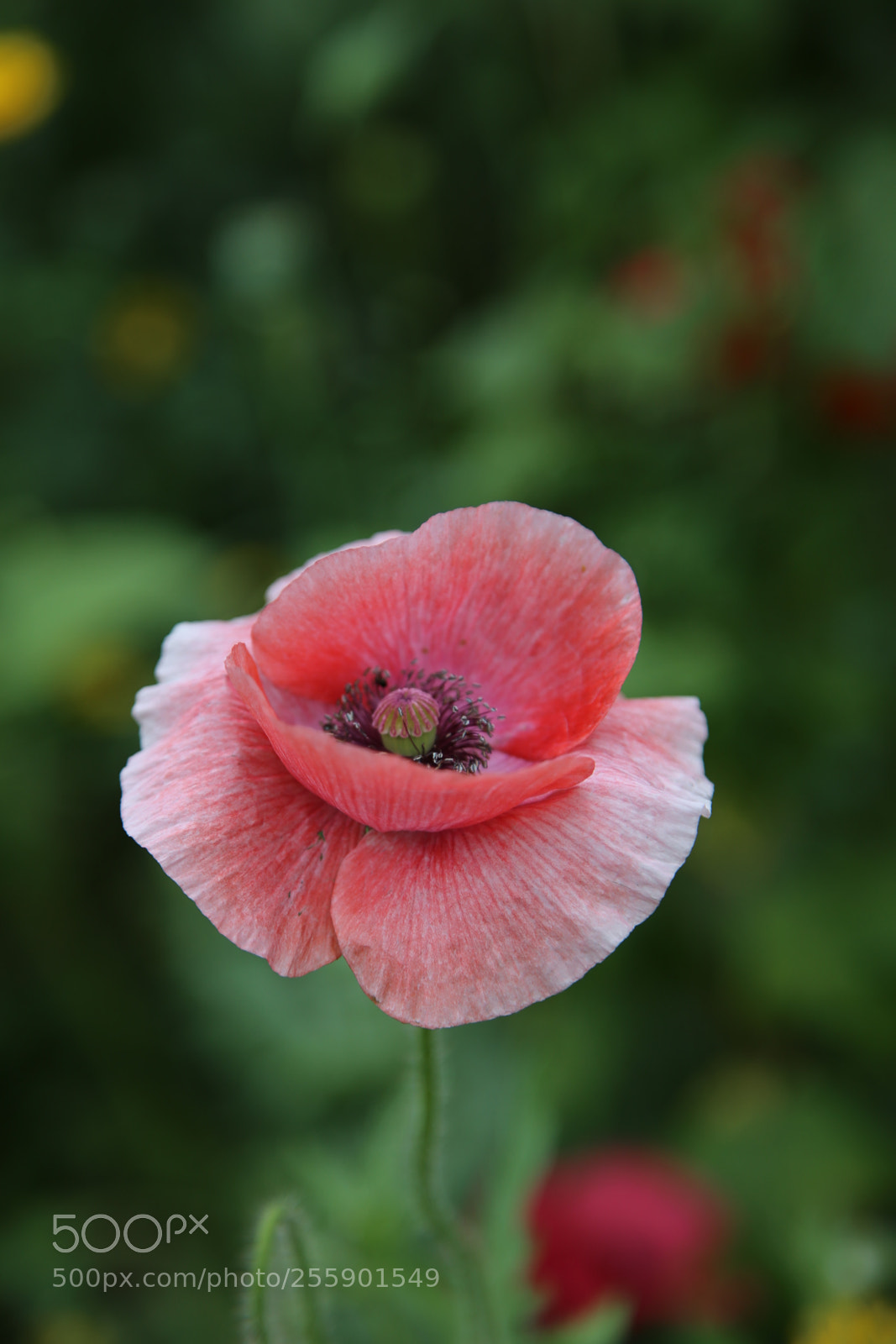 Canon EOS 6D + Canon EF 24-105mm F4L IS USM sample photo. Flowers in summer, ely photography