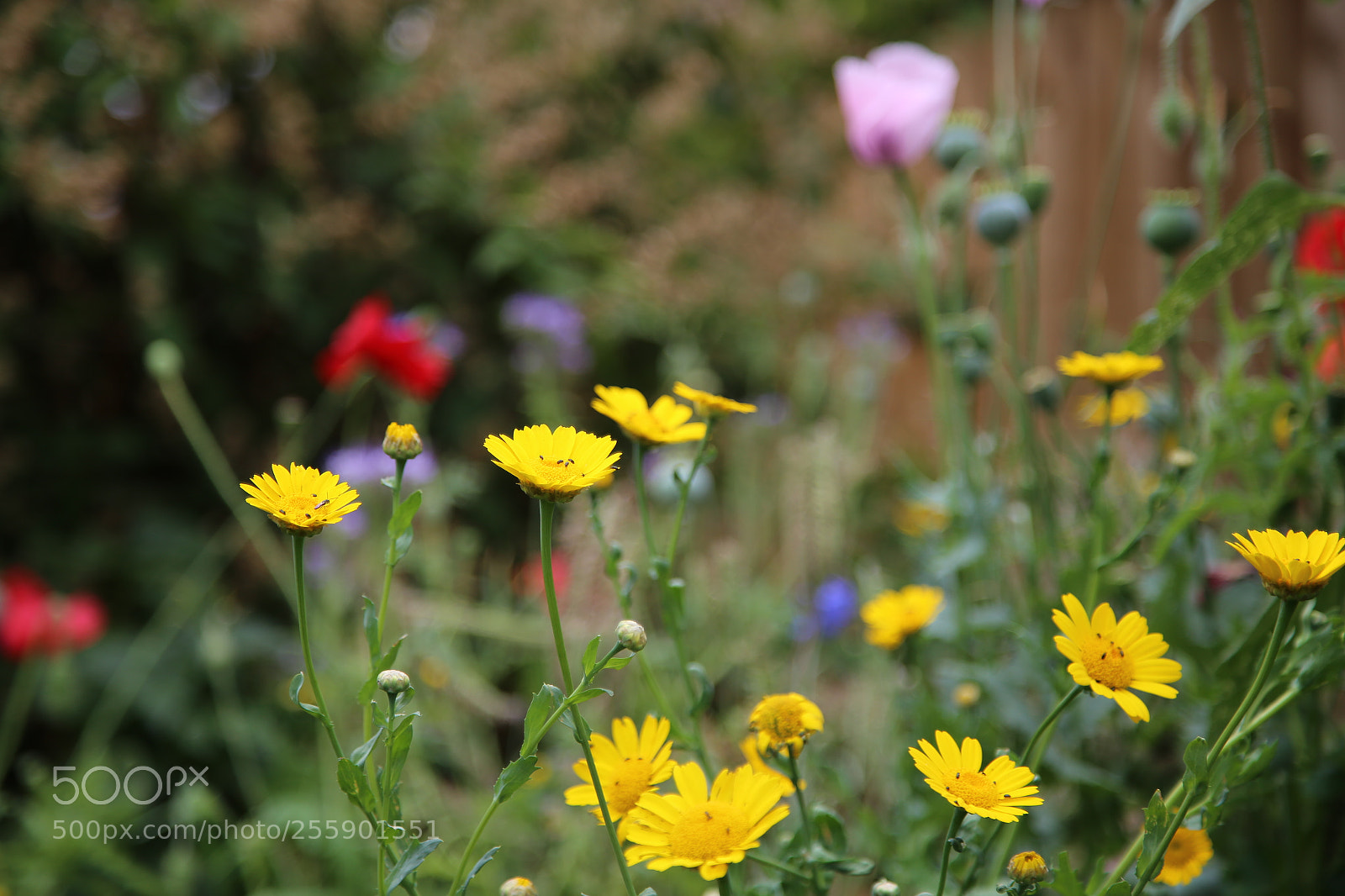 Canon EOS 6D + Canon EF 24-105mm F4L IS USM sample photo. Flowers in summer, ely photography