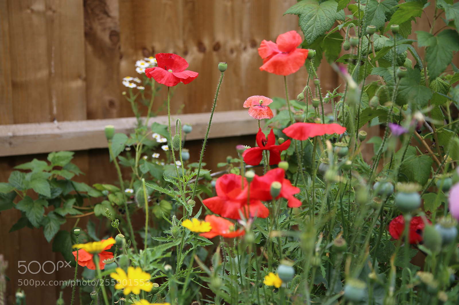 Canon EOS 6D + Canon EF 24-105mm F4L IS USM sample photo. Flowers in summer, ely photography