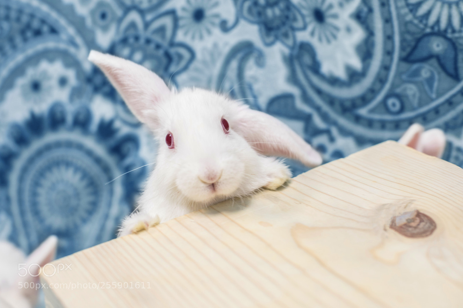 Canon EOS 5D Mark IV sample photo. Gorgeous adorable baby bunny photography