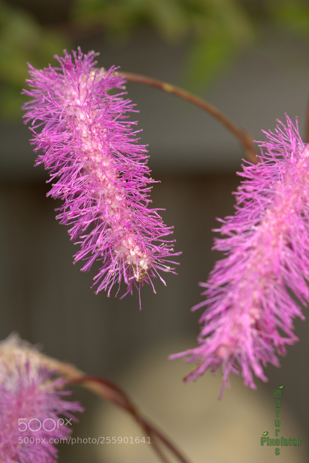 Canon EOS 750D (EOS Rebel T6i / EOS Kiss X8i) sample photo. I've never heard of photography