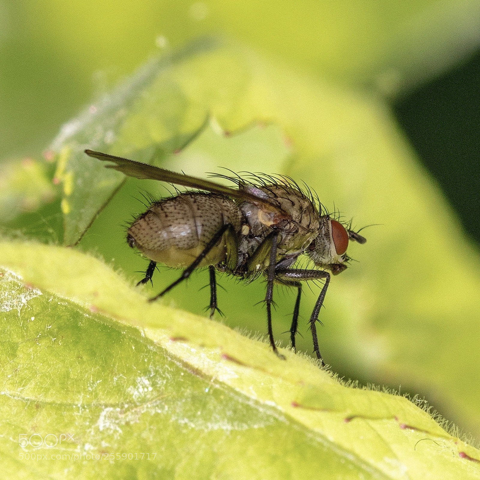 Canon EOS 750D (EOS Rebel T6i / EOS Kiss X8i) sample photo. Fly photography