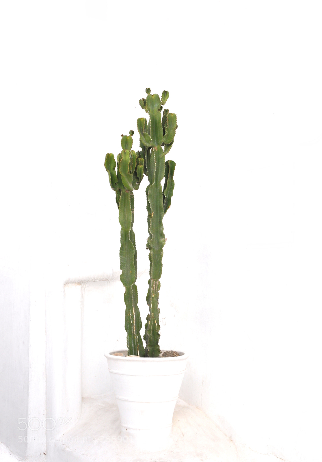Nikon D5000 sample photo. Cactus in white photography
