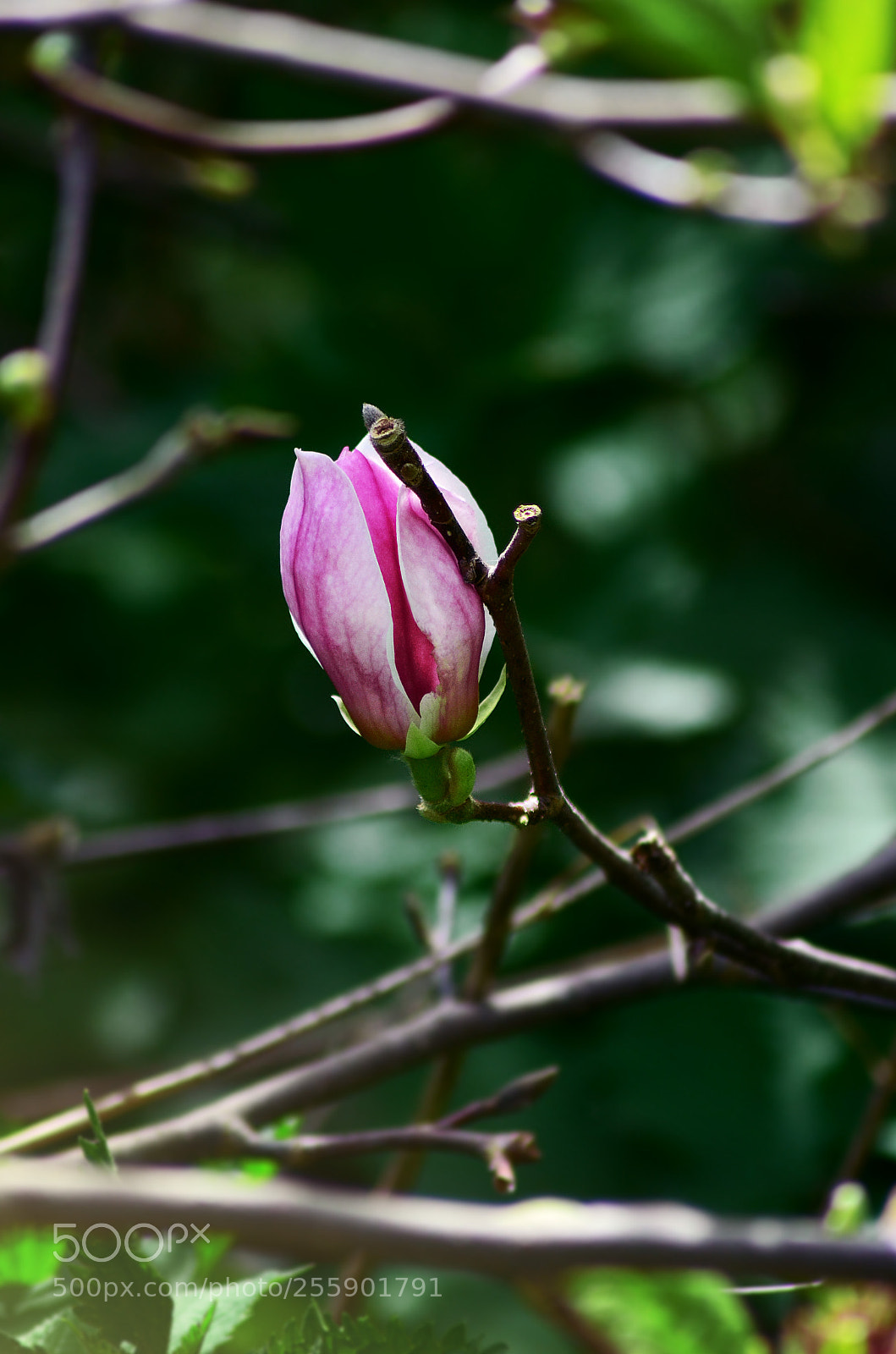 Nikon D5100 sample photo. Magnolia photography