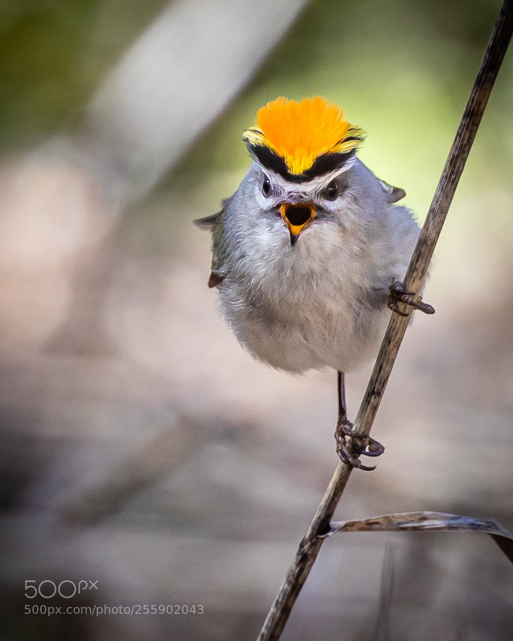 Canon EOS 5D Mark IV sample photo. Golden-crowned kinglet, angry photography