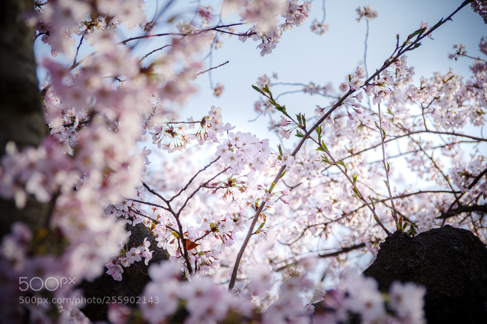 Pentax K-3 II sample photo. Translucent photography