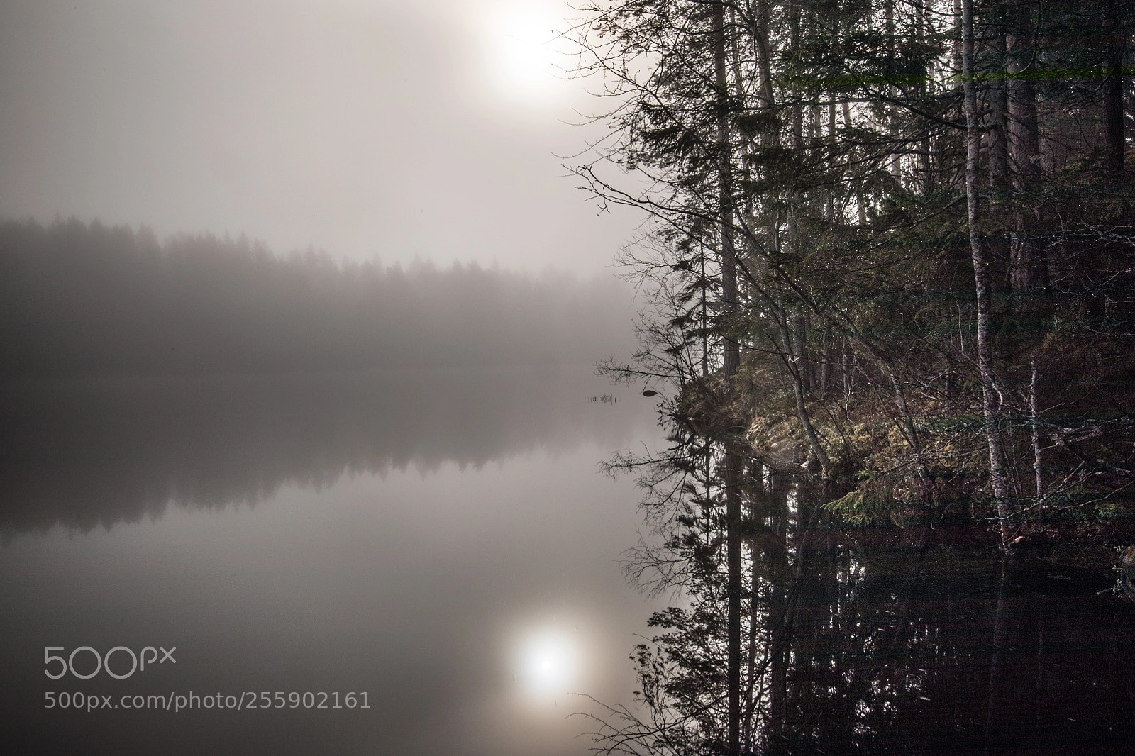 Canon EOS 5D Mark IV sample photo. Early mist ii photography