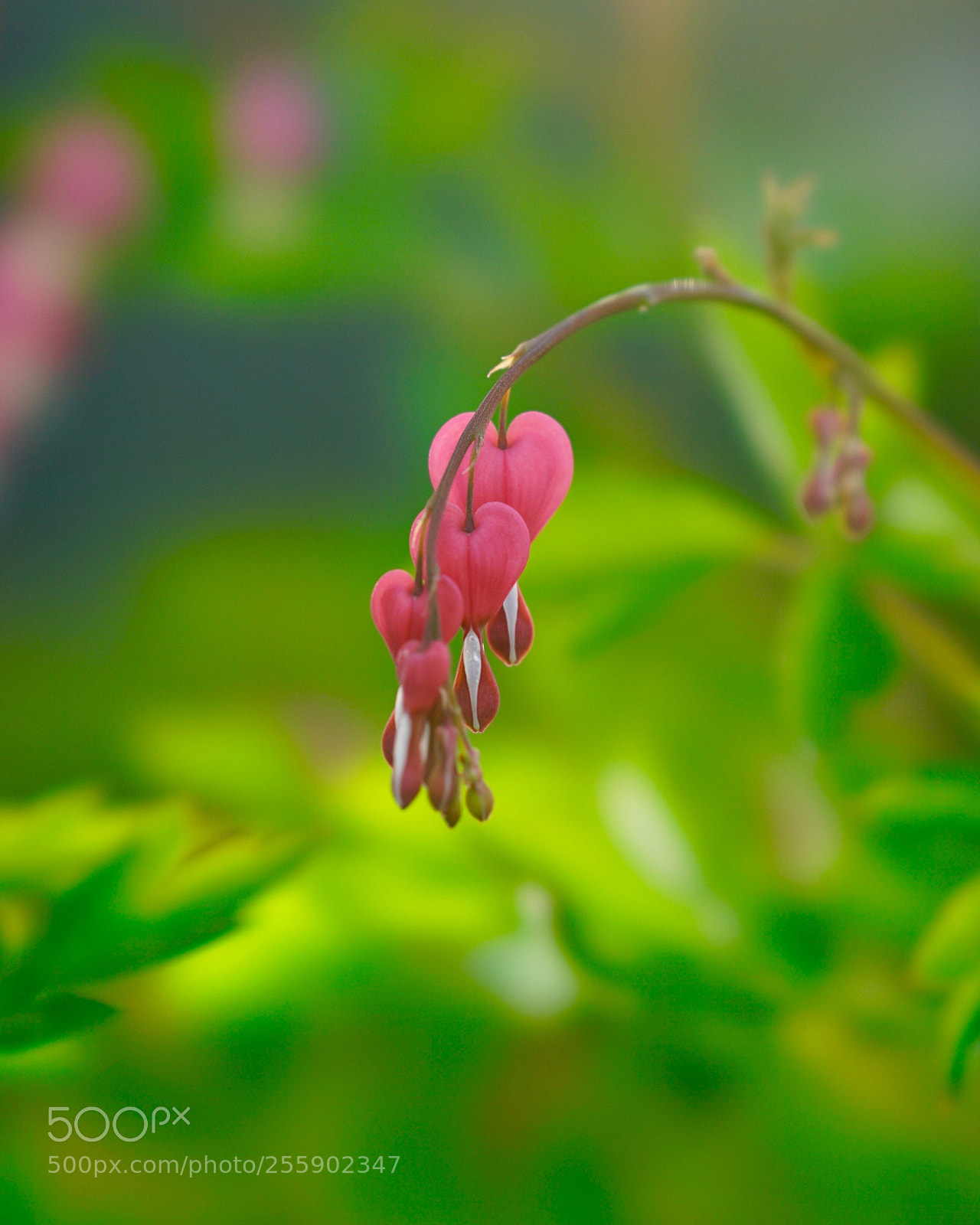 Sony a7 II sample photo. 荫 photography