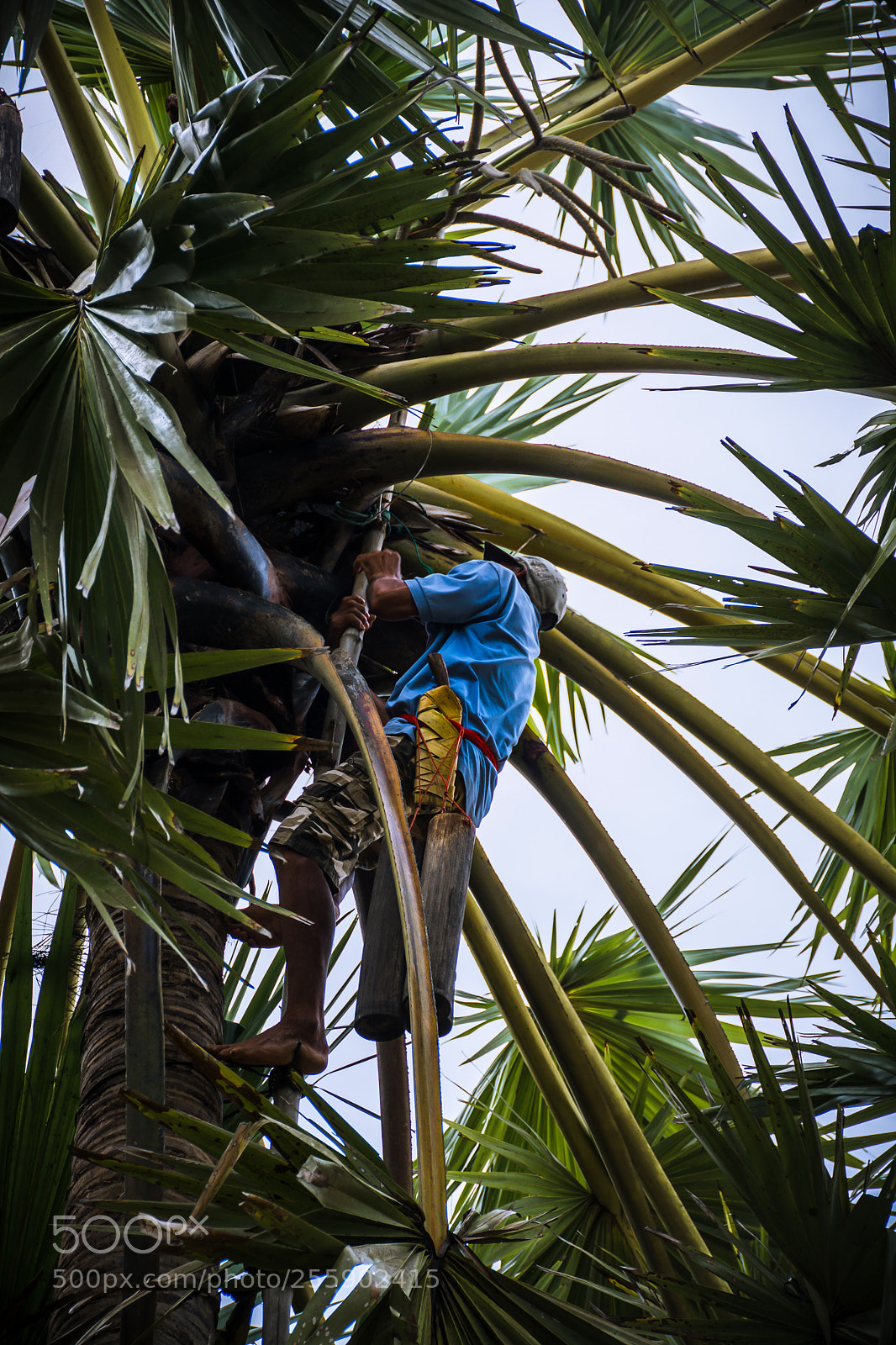 Nikon D7100 sample photo. Sugar palm photography