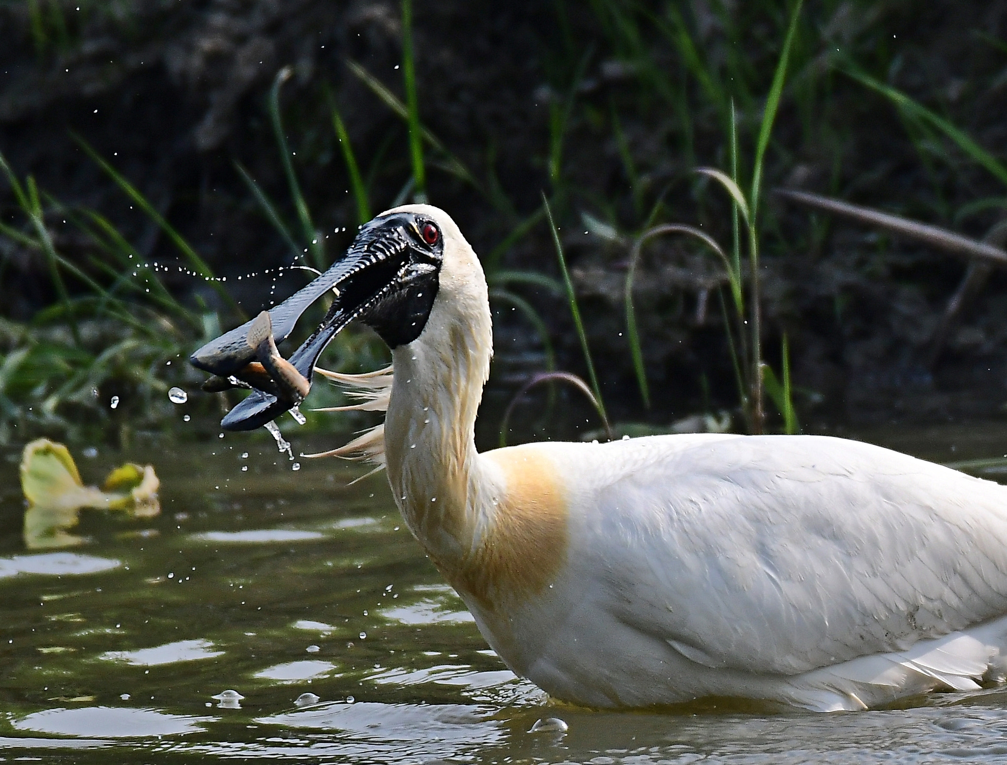 Nikon D500 + Sigma 150-600mm F5-6.3 DG OS HSM | S sample photo. Black faced  spoonbill photography