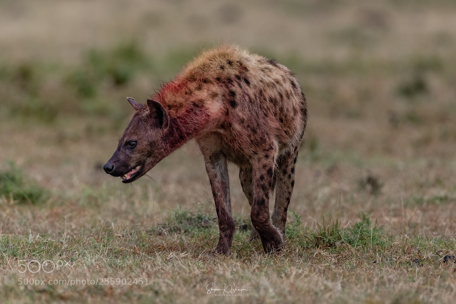 Canon EOS-1D X sample photo. Hyena photography